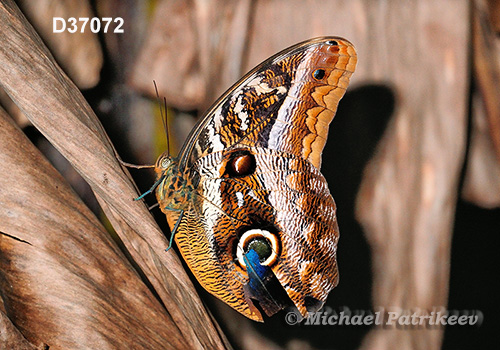 Caligo idomeneus